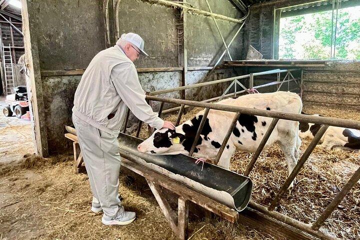 Amsterdam private tour to windmills, cheese farm and villages