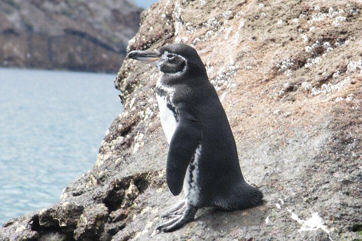 Day Tour to Bartolomé Island and Sullivan Bay