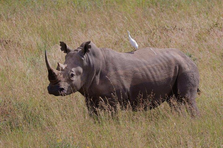 Nairobi National Park Group Tour