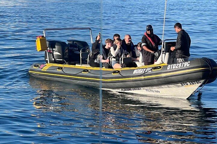 Cape Town Private Dolphin Watching Experience