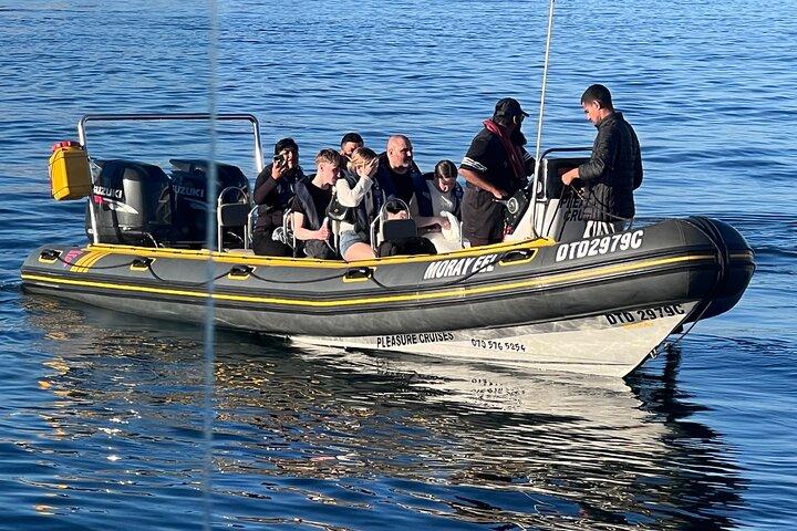 Cape Town Private Dolphin Watching Experience