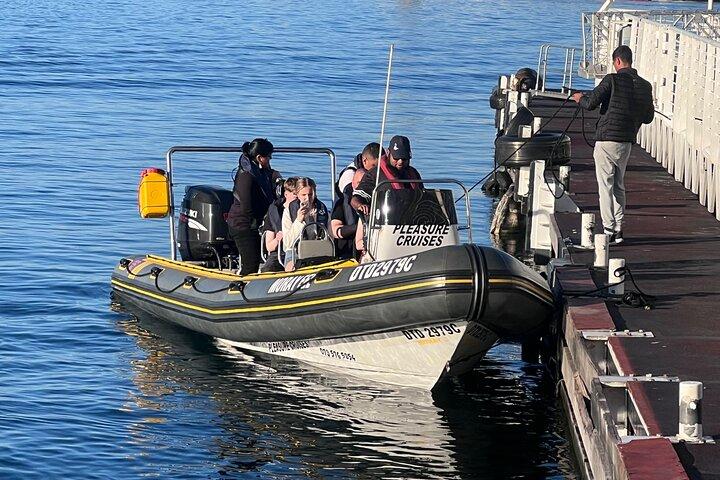 Cape Town Private Dolphin Watching Experience