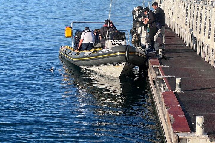 Cape Town Private Dolphin Watching Experience