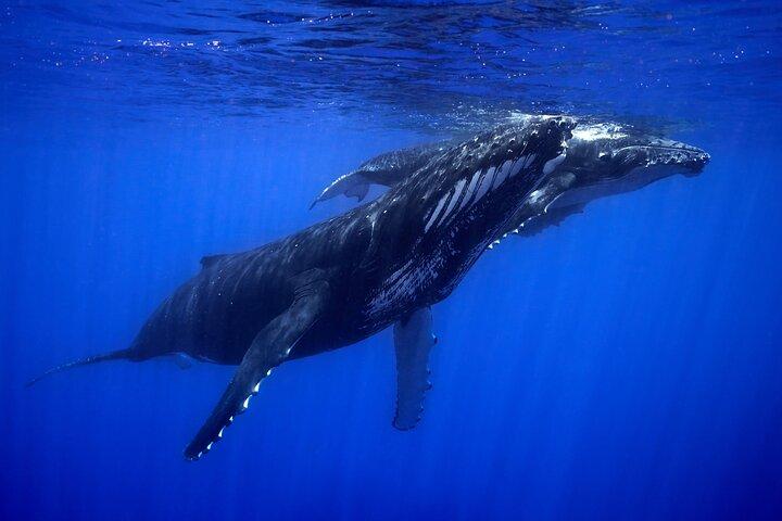 WHALE TOUR - Watching and Swimming with Whales