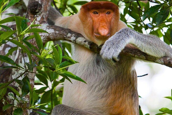 From Sandakan to Kinabatangan River Safari Boat Cruise Day Tour