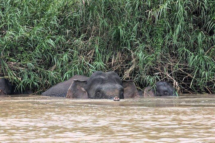 From Sandakan to Kinabatangan River Safari Boat Cruise Day Tour