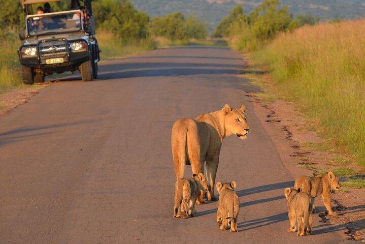 Pilanesberg Full Day Safari Tour with Lunch from Johannesburg