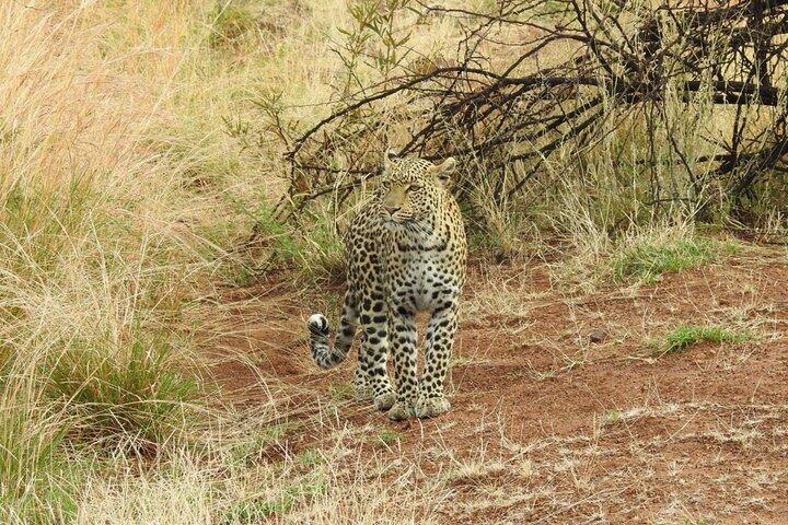Pilanesberg Full Day Safari Tour with Lunch from Johannesburg