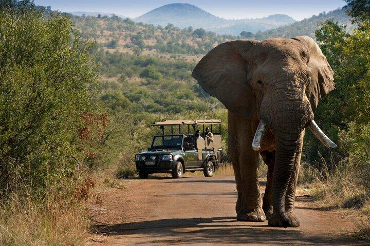 Full Day Pilanesberg Safari with Lunch and Guided Game Drives