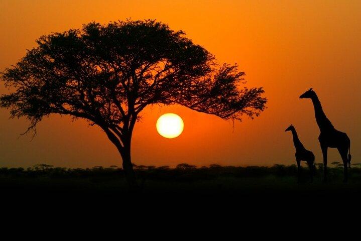 4-days budget safaris in Serengeti, Ngorongoro, and Tarangire