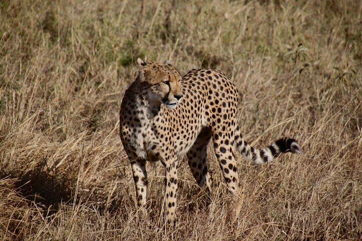 4-days budget safaris in Serengeti, Ngorongoro, and Tarangire