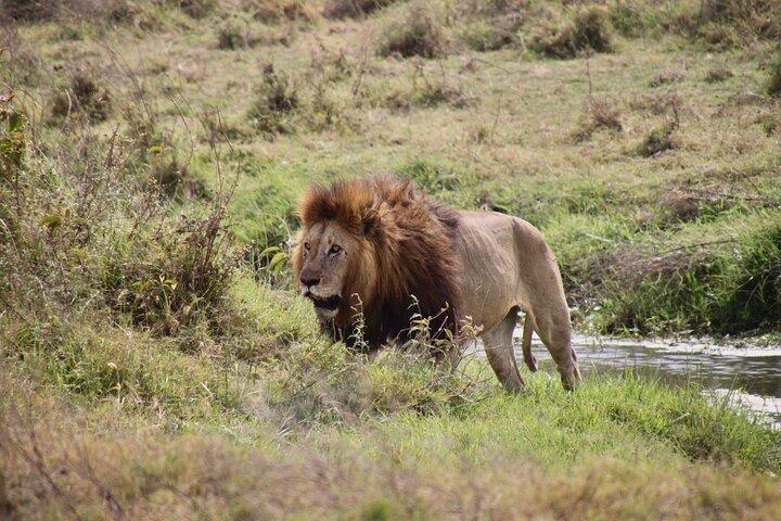 4-days budget safaris in Serengeti, Ngorongoro, and Tarangire