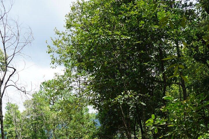 Chiang Mai Trekking Tour Full day