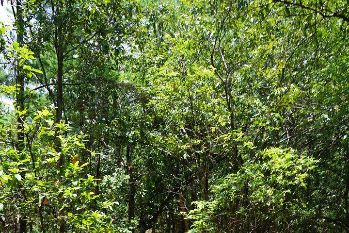 Chiang Mai Trekking Tour Full day
