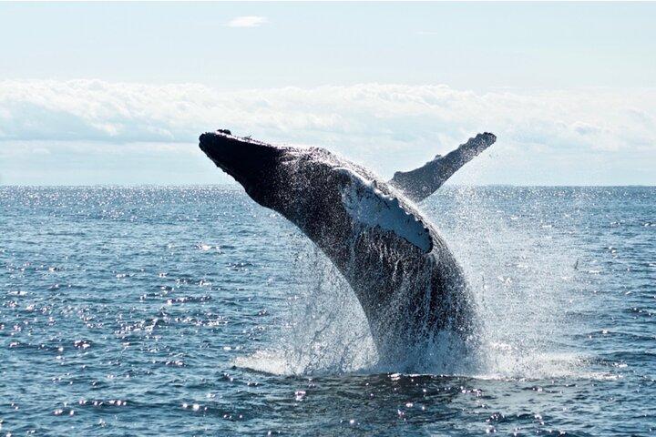 Juneau Whale Watch Adventure