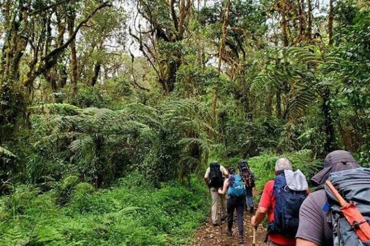 Mount Kilimanjaro National Park Day Trip