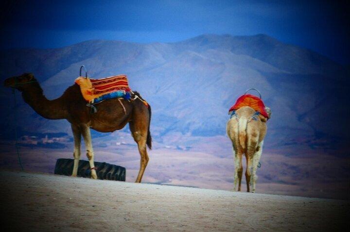 From Marrakech: Desert Dinner Under the Stars