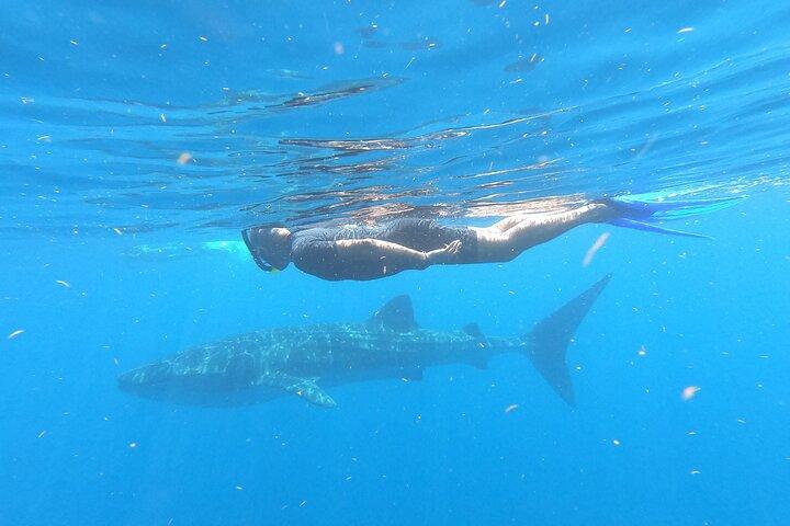 Whale Shark Tour from Cancun, Playa del Carmen, Tulum and Riviera Maya