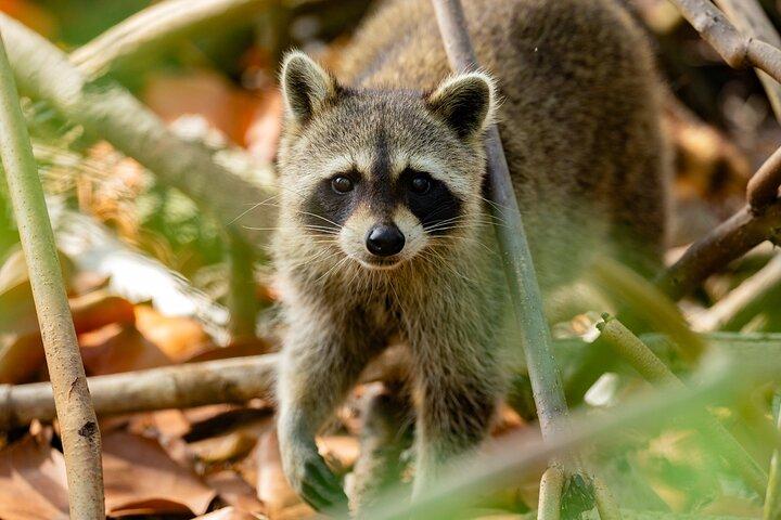 Raccoon Island Private Boat Charter Experience from Miami