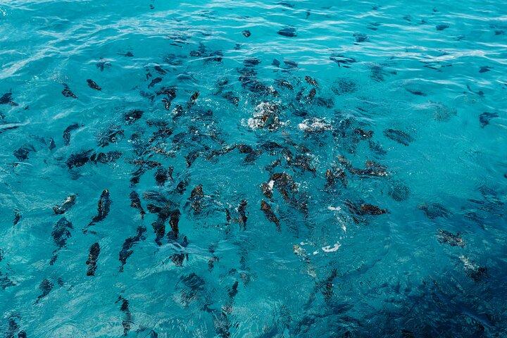 Waikiki Glass Bottom Boat Tour