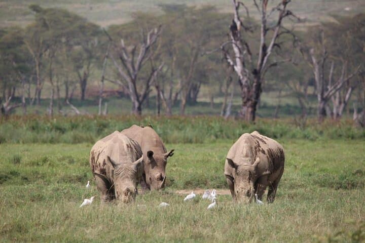7 Day Masai Mara Nakuru Naivasha and Amboseli Budget Group Safari