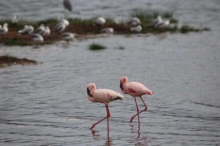 7 Day Masai Mara Nakuru Naivasha and Amboseli Budget Group Safari