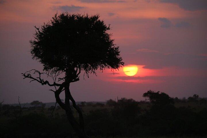 5 Day Masai Mara, Lake Nakuru and Naivasha Daily Budget Safari