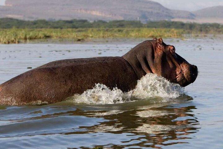 5 Day Masai Mara, Lake Nakuru and Naivasha Daily Budget Safari
