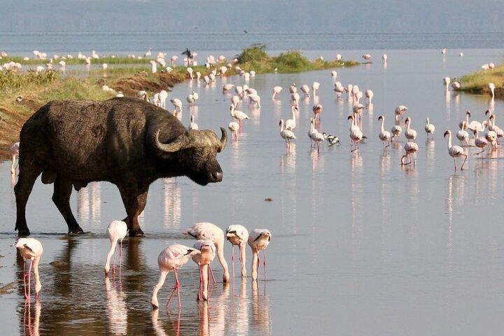 5 Day Masai Mara, Lake Nakuru and Naivasha Daily Budget Safari