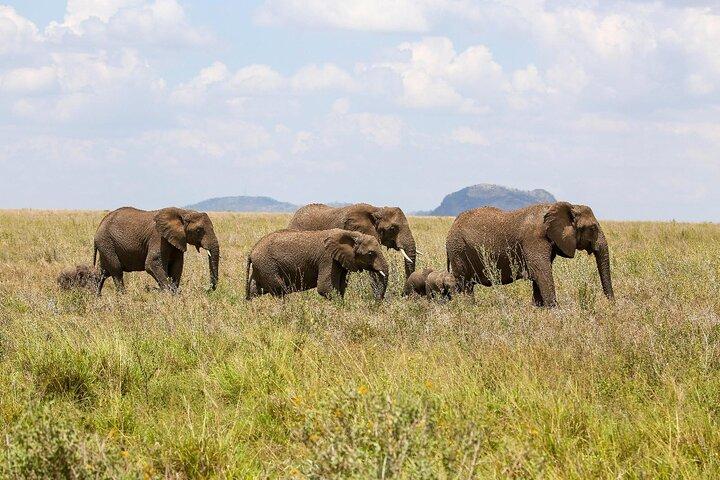 3 Days Tanzania Family Safari