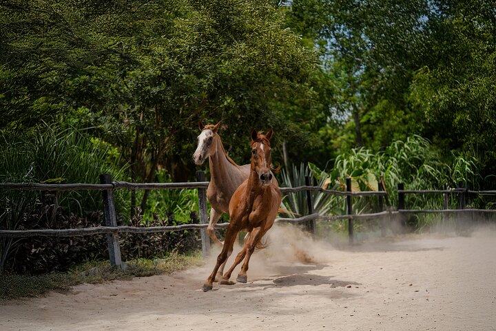 Horseback Riding and Cenote Swim from Cancun or Playa del Carmen