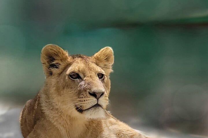 Lion Safari and Green Canyon Splash Feast with Lunch