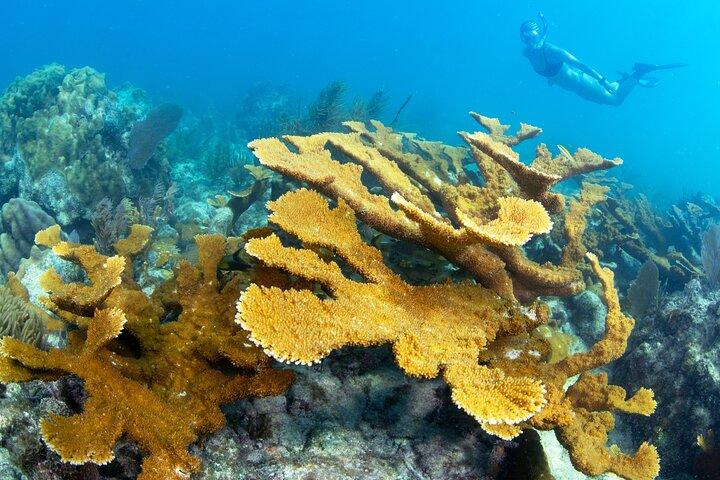 Snorkel Tours to Shallow Coral Reefs at Pennekamp Underwater Park
