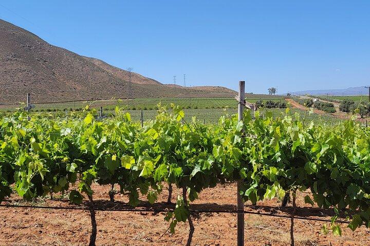Private Vineyards Tour – Tastings & Lunch Included