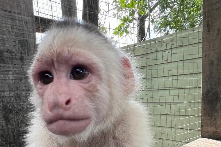 Roatan Monkey and sloths, Reef Snorkel & Private Cay Beach Break