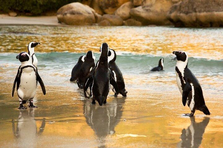 Kayak with penguins and Hike Cape of Good Hope
