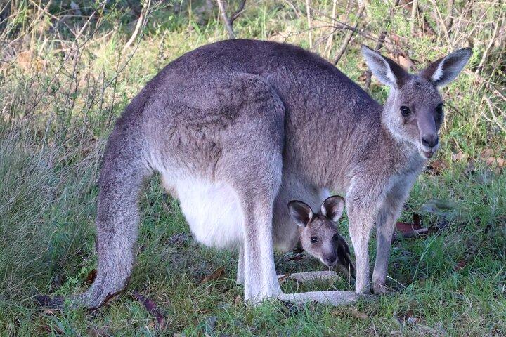 Sydney Wild Kangaroos and a Cruise: A Private Wildlife Adventure