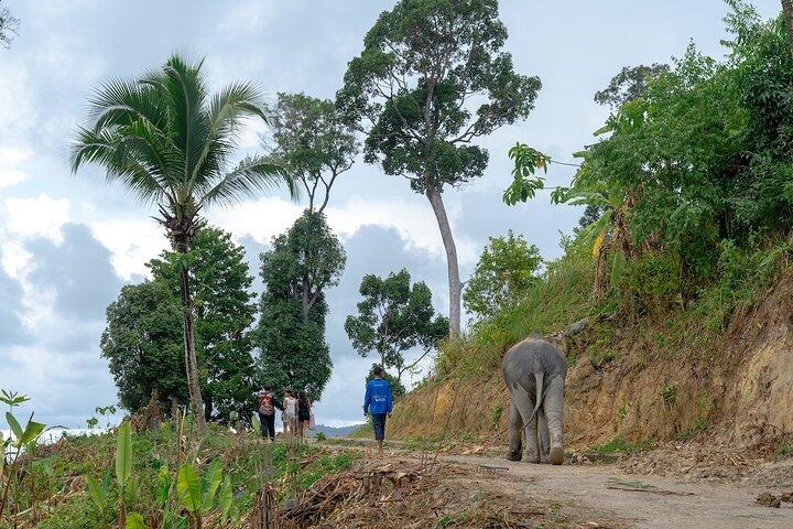 Patong Highlight Elephant Sanctuary with Guide Tour