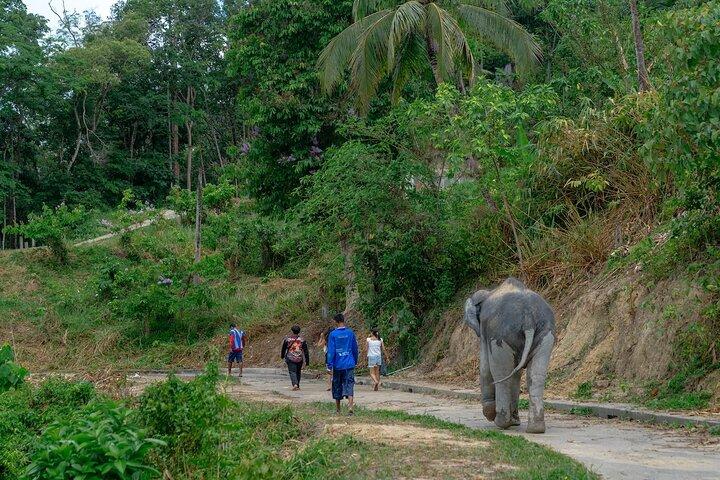 Patong Highlight Elephant Sanctuary with Guide Tour