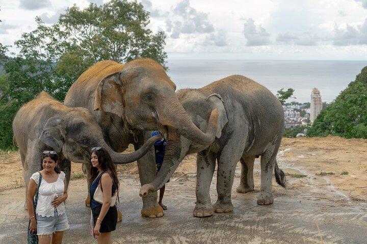 Patong Highlight Elephant Sanctuary with Guide Tour