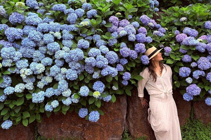 Small Group Tour for Jeju Hydrangea & Mt. Halla incl. Admissions