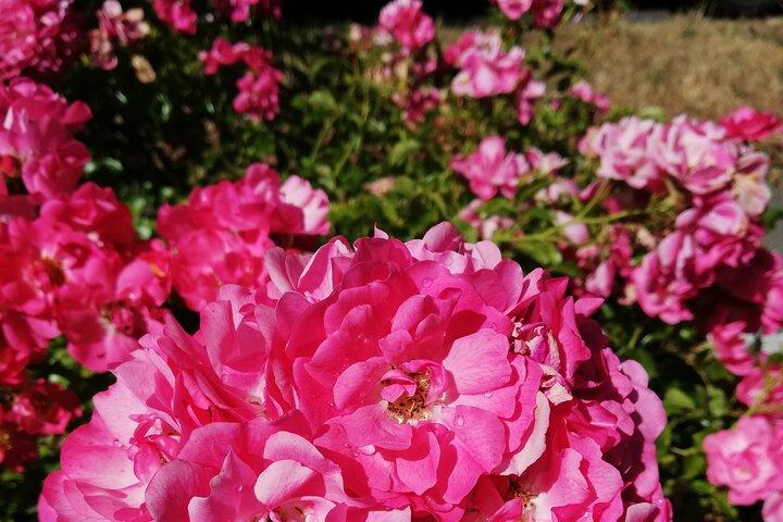Butchart Gardens and City Private Tour