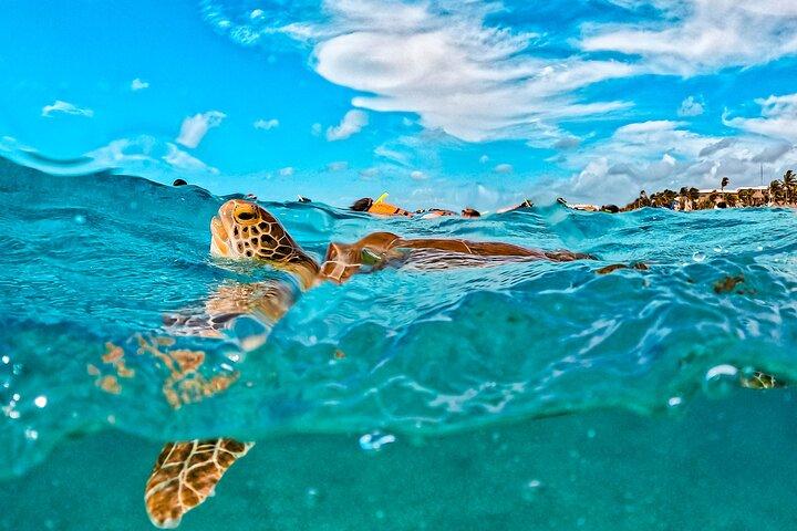 Half-Day Sea Turtle and Cenote Snorkeling Tour from Cancun & Riviera Maya