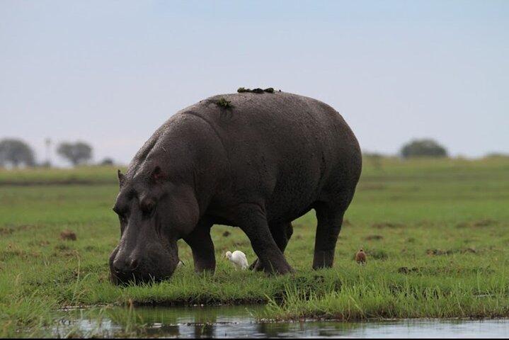 Chobe National Park with Lunch: From Victoria Falls Zimbabwe