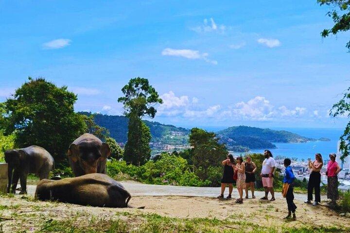 Phuket Hightlight Elephant Sanctuary Observe Experience