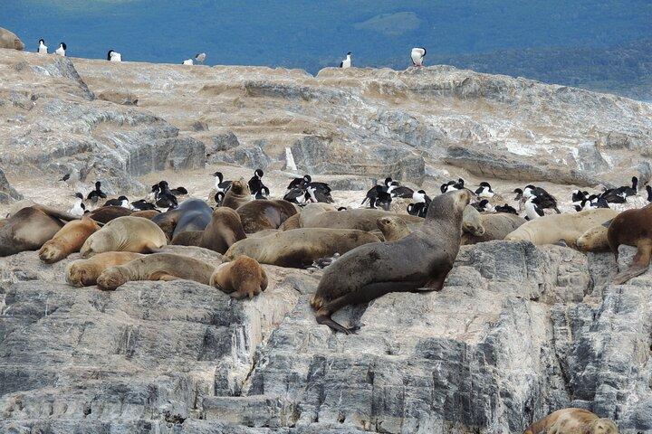 Beagle Channel Cruise & Penguin Watching from Ushuaia