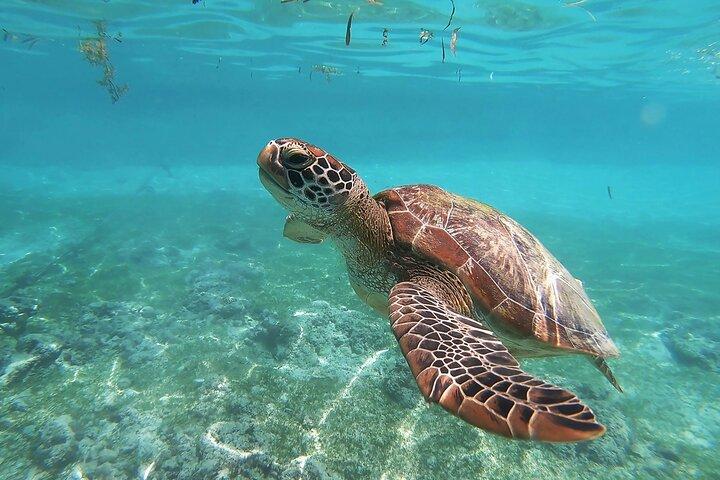 Snorkeling in Paradise - Videos Included
