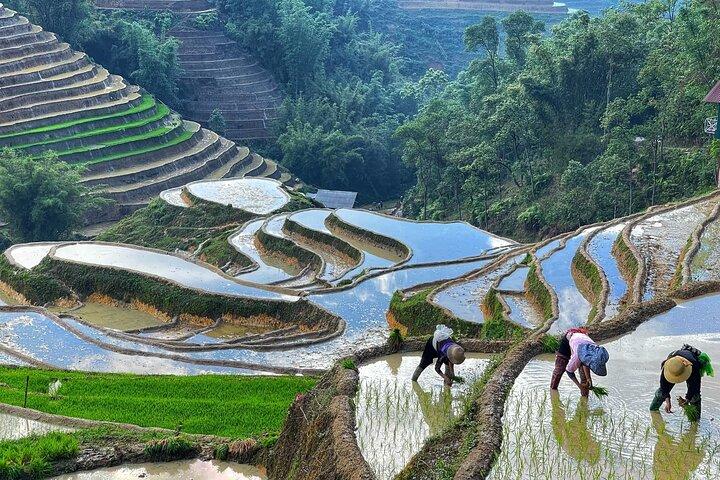 2-Day Sapa Trek from Hanoi with Scenic Trails Overnight Homestay