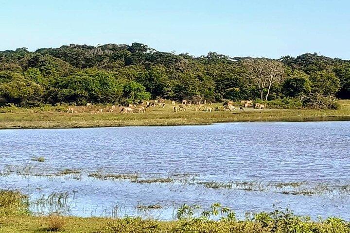 Yala Safari - Fully Private Tour - With Hotel Pick-up & Transfers