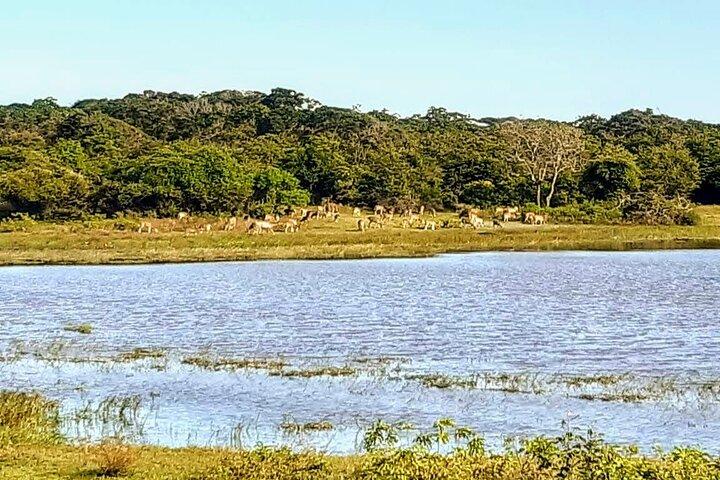 Yala Safari - Fully Private Tour - With Hotel Pick-up & Transfers